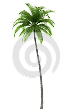 Palm tree isolated on white background