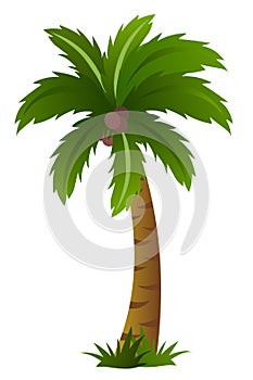 Palm tree isolated on white background