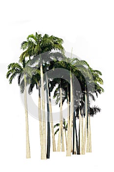 Palm tree isolated on white background, with clipping path.