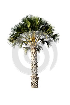 Palm tree isolated on white background, with clipping path.