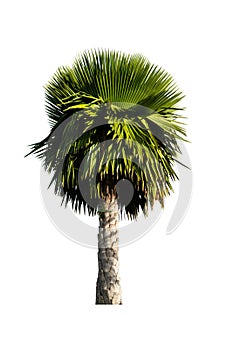 Palm tree isolated on white background, with clipping path. photo