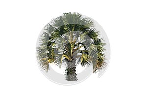 Palm tree isolated on white background, with clipping path. photo