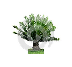 Palm tree isolated on white background clipping path included. (Sugar palm, Toddy palm, Asian Palmyra palm