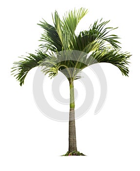 Palm tree isolated on white background with clipping paths