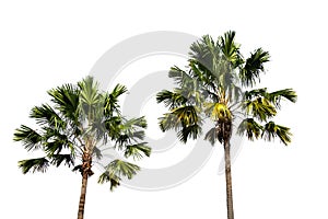 Palm tree isolated on white background with clipping paths for garden design.
