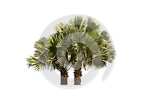 Palm tree isolated on white background with clipping paths. photo