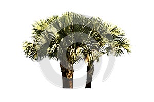 Palm tree isolated on white background with clipping paths. photo
