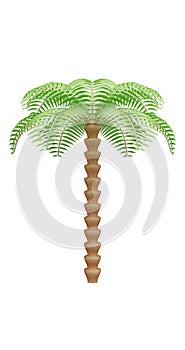 Palm tree isolated on white background