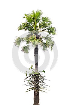 Palm  tree isolated on white background,environment nature