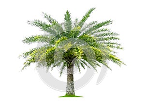 Palm tree isolated on white background, tropical trees isolated used for design, with clipping path