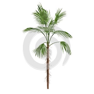 Palm tree isolated. Zombia antillarum