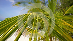 Palm tree. Juicy lush foliage of tropical trees in sunny jungle forest or exotic amazon rainforest, botanical paradise