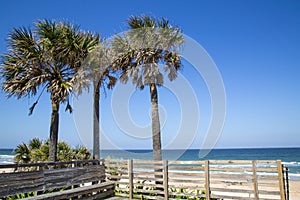 Palm Tree Key West, Florida