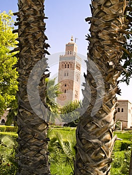 Palm tree and Koutoubia mosque