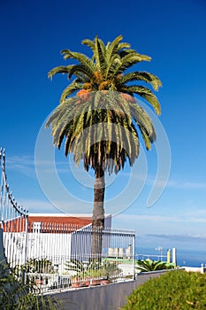 Palm tree in La Orotava, Tenerife, Spain photo