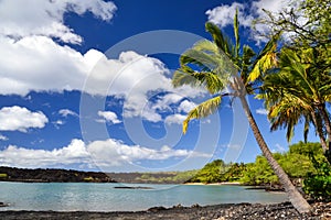 Palm tree at La Perouse Bay - Makena, Maui, Hawaii