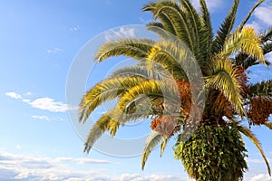 Palm Tree at Lake Taupo. New Zealand