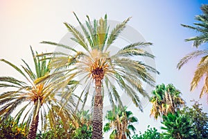 Palm tree landscape on blue sky background. Dates palm tree tops in evening sunlight. Tropical forest banner template with text pl