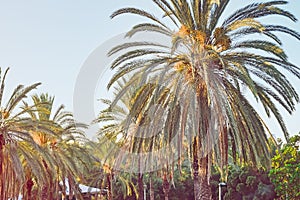 Palm tree landscape on blue sky background. Dates palm tree tops in evening sunlight. Tropical forest banner template with text pl