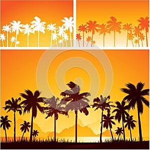 Palm tree landscape at sunset