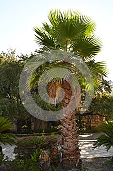 Palm Tree Landscaping across from the Alamo, San Antonio, Texas photo