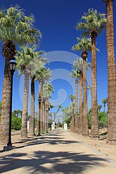 Palm tree lane photo