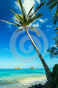 Palm tree at Lanikai beach, O'ahu, Hawai'i