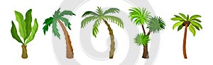 Palm Tree with Large Evergreen Leaves and Unbranched Stem or Trunk Vector Set photo