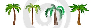 Palm Tree with Large Evergreen Leaves and Unbranched Stem or Trunk Vector Set photo