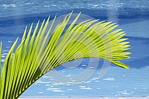 Palm tree leaf