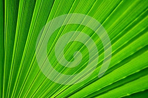 Palm tree leaf