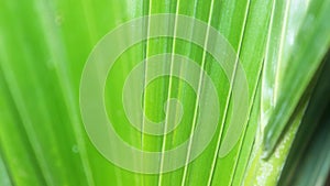 Palm Tree leaf for background