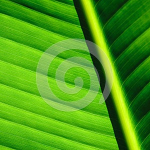 Palm tree leaf background