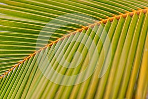 Palm tree leaf background. Banana with palm leaf on blurred tropical. Flat lay. Copy space and minimalist exotic nature closeup
