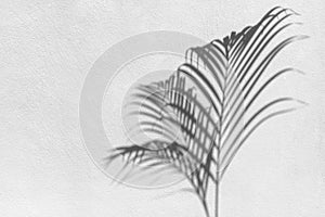 Palm tree leaf black shadow on white texture wall, gray tropical leaves reflection on light surface, abstract plant branch shade