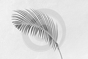 Palm tree leaf black shadow on white texture wall, gray tropical leaves reflection on light surface, abstract plant branch shade