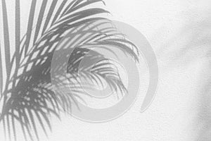 Palm tree leaf black shadow on white texture wall, gray tropical leaves reflection on light surface, abstract plant branch shade