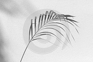 Palm tree leaf black shadow on white texture wall, gray tropical leaves reflection on light surface, abstract plant branch shade