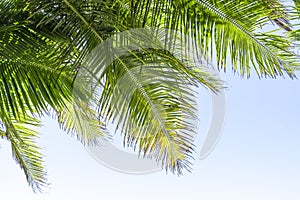 Palm tree leaf on blue sky background
