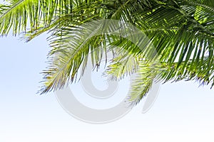 Palm tree leaf on blue sky. Tropical island