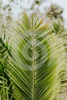 Palm tree leaf