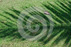 Palm tree leaf casting the shadow on green grass