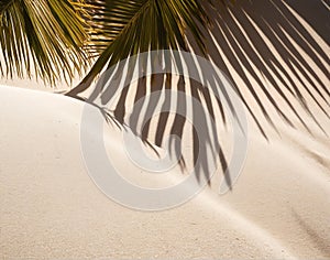 Palm tree leaf casting shadow on warm sand of tropical island tourist resort during summer holiday vacation