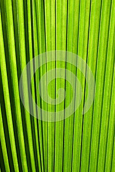 Palm tree leaf close up