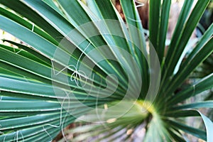 A palm tree leaf, close up