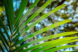 Coconut palm tree leaf, close-up