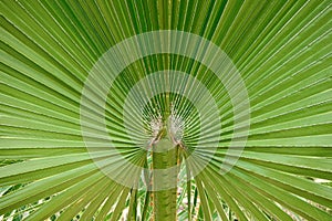 Palm tree leaf closeup