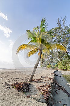 Palm tree leaf and palm trees on beautiful beach