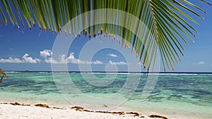 Palm tree leaf peaceful swaying in breeze against sandy beach, turquoise ocean waves, blue sky and white clouds. Exotic