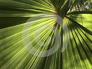 Palm tree leaf radiating like rays out from the centre in the a Sunny day